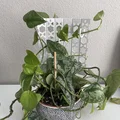 Folding Grow Cực/Trellis Trellis - Thumbnail 2