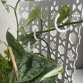 Folding Grow Cực/Trellis Trellis - Thumbnail 3