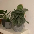 Nhiều hỗ trợ thực vật/Trellis/Hexagon/tổ ong V2 - Thumbnail 2