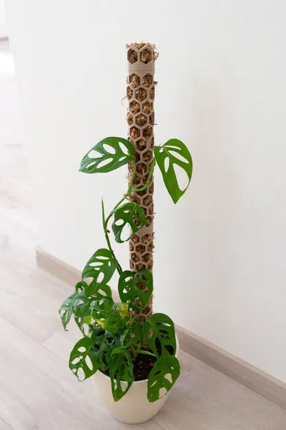 Rêu cực - Image 2