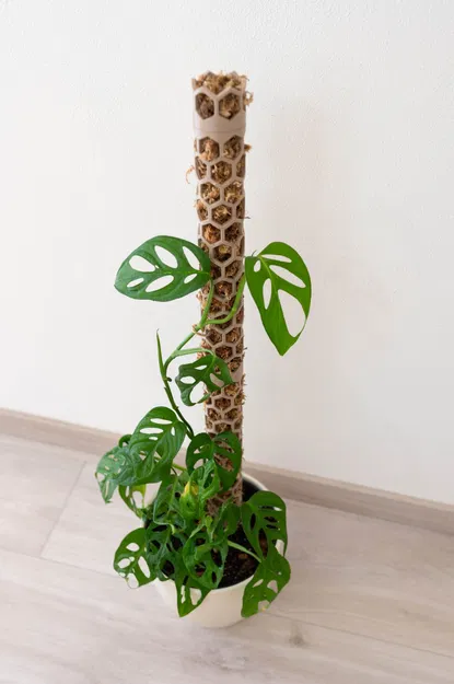 Rêu cực - Image 3