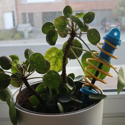 Sốc hấp thụ cây leo thực vật