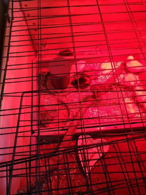 Trạm ăn gà - Image 3