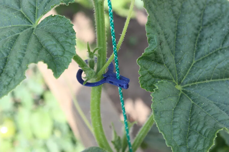 Kẹp dây cây dưa chuột 2 mặt - Image 1