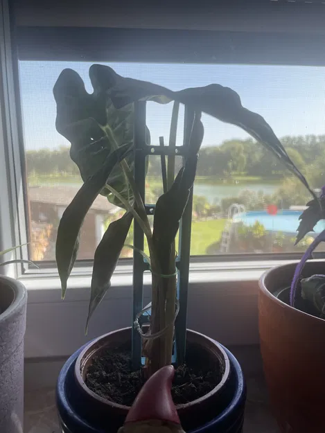 Thang hỗ trợ thực vật - Image 2