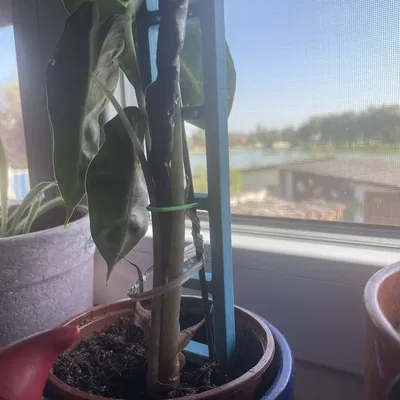 Thang hỗ trợ thực vật