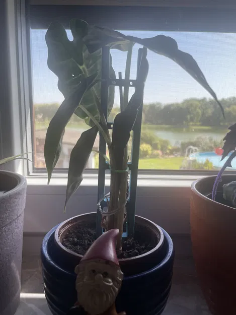 Thang hỗ trợ thực vật - Image 4