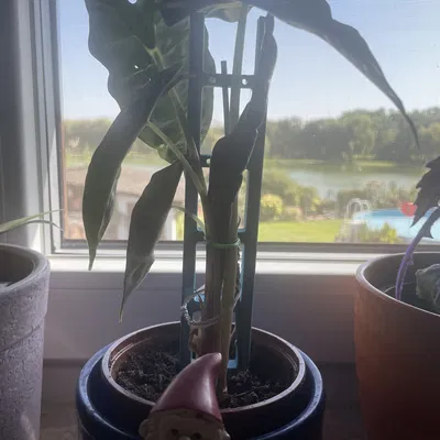 Thang hỗ trợ thực vật