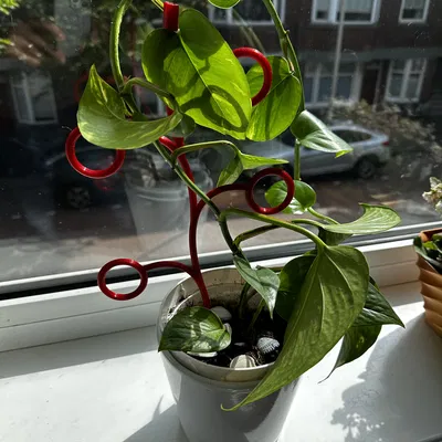 Climber thực vật mở rộng