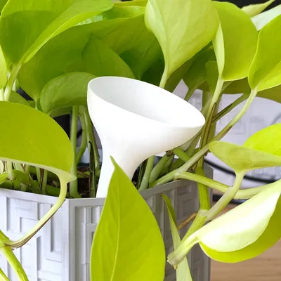 Tưới nước - cho cây và hoa trong nhà - chế độ bình hoa