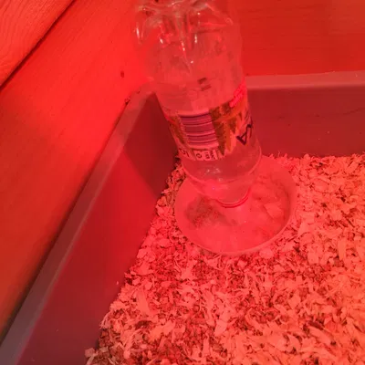 Nước nước tự động gà