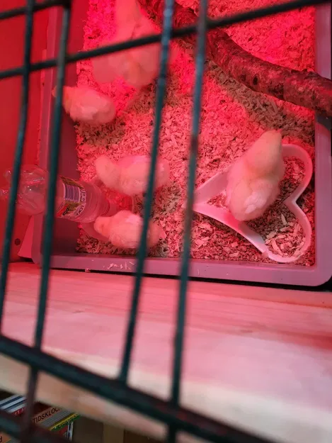 Nước nước tự động gà - Image 2