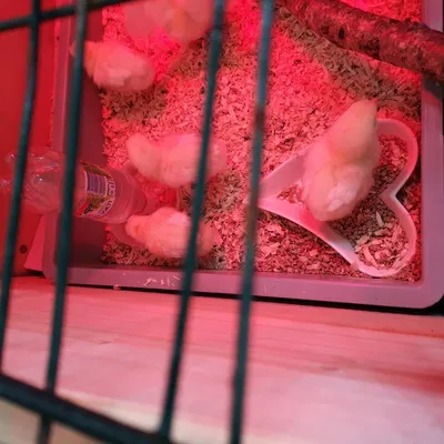 Nước nước tự động gà