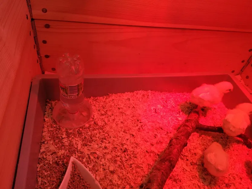 Nước nước tự động gà - Image 4