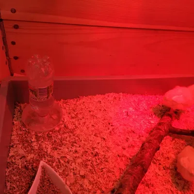 Nước nước tự động gà