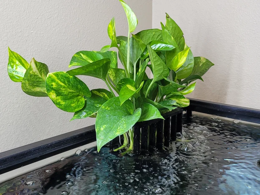 Người trồng hồ cá - *Không cần hỗ trợ * - Image 1