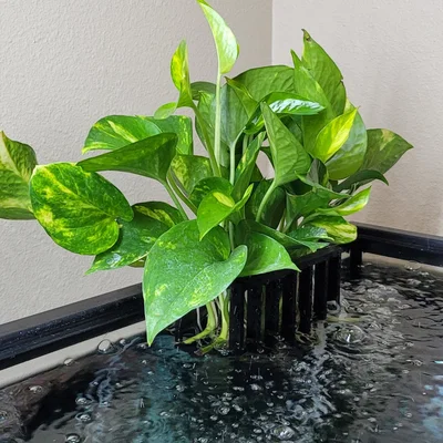 Người trồng hồ cá - *Không cần hỗ trợ *