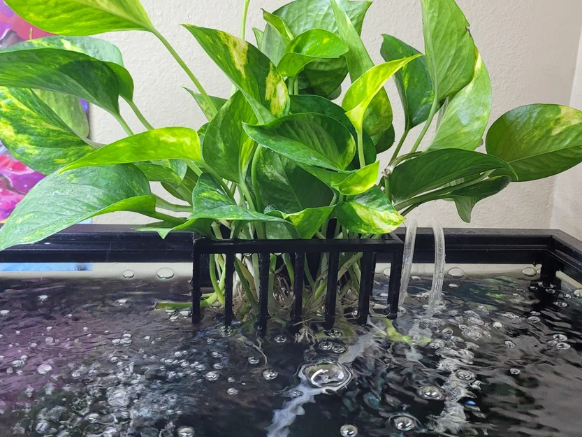 Người trồng hồ cá - *Không cần hỗ trợ * - Image 2