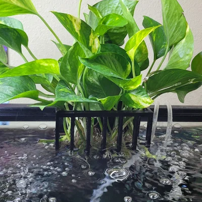 Người trồng hồ cá - *Không cần hỗ trợ *