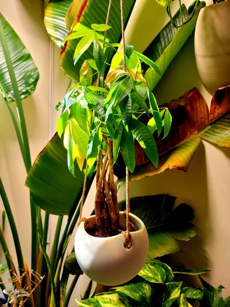 Treo tròn người trồng - Image 1