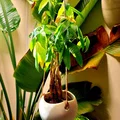 Treo tròn người trồng - Thumbnail 1