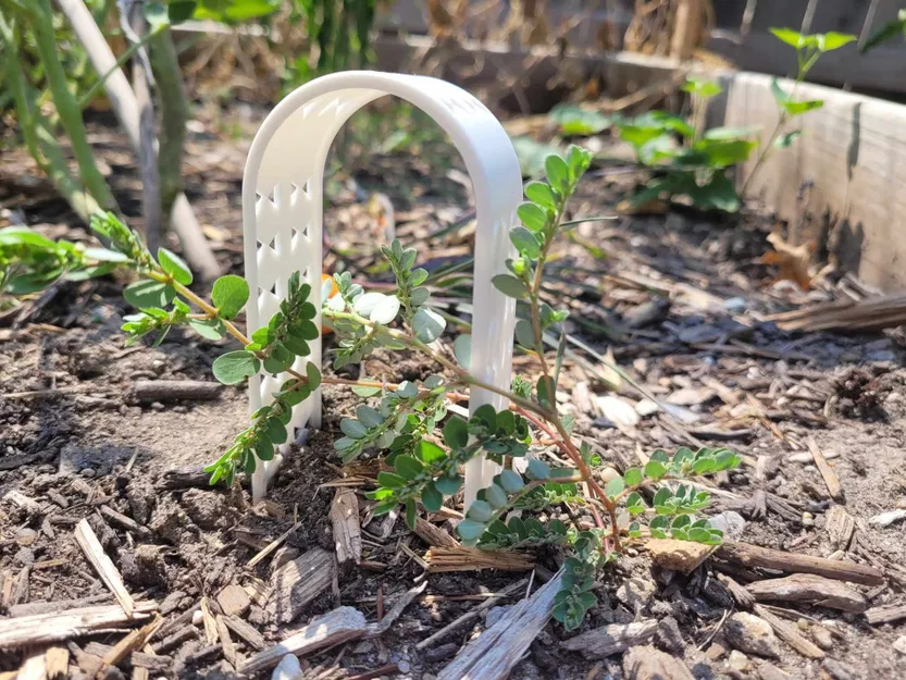 Trellis thực vật mọng nước hoặc nhỏ - Image 5