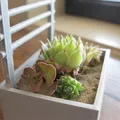 Mini Garden Gate Planter/Vine Ladder - Thumbnail 12