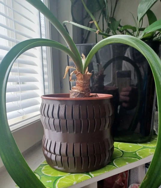 Người trồng pot cổ điển - chế độ bình hoa - Image 1