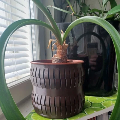 Người trồng pot cổ điển - chế độ bình hoa