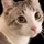 catgod11_597608