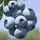 Blue Berry