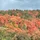 KellyGibson_1301633