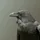 Corvus Oculum