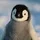 penguinguy_1395647
