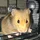 RhysT_943274