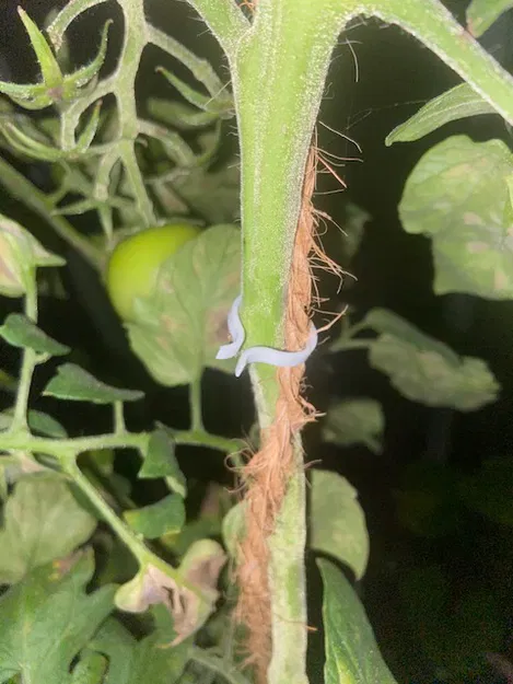 Clip Cà Chua 1.0. - Image 1