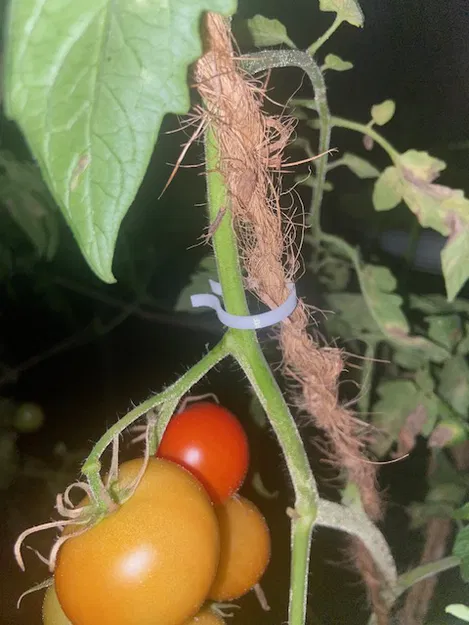 Clip Cà Chua 1.0. - Image 2