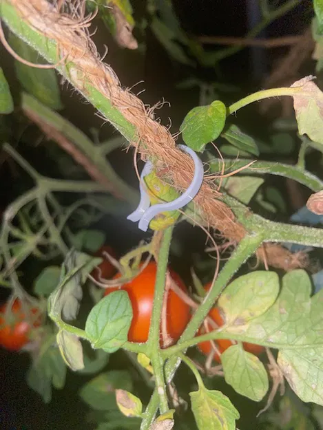 Clip Cà Chua 1.0. - Image 6