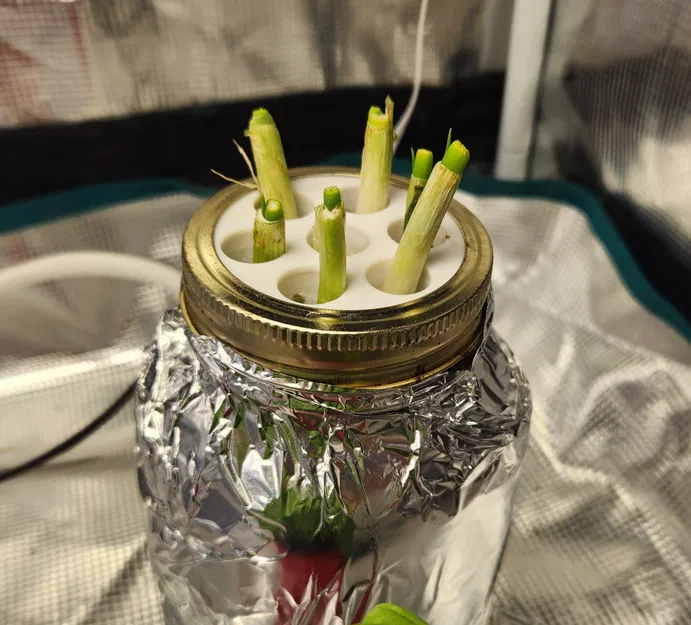 Trạm trồng hành lá trong lọ thủy tinh theo phương pháp Kratky - Image 2