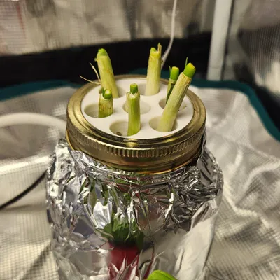 Trạm trồng hành lá trong lọ thủy tinh theo phương pháp Kratky