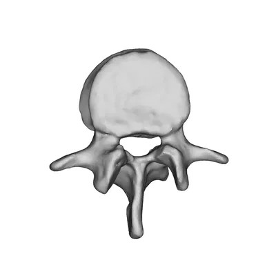 Đốt sống thắt lưng - Mô hình 3D đốt sống người