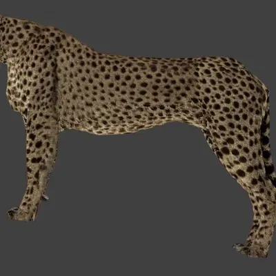 Lưới báo đốm dành cho nghệ thuật và thiết kế