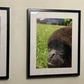Móc treo khung IKEA RIBBA cho tường - Thumbnail 2
