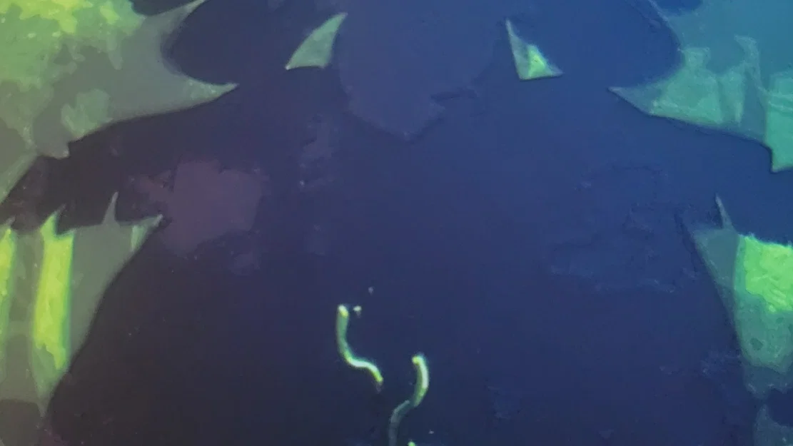 Mew - Nhân vật Pokémon khởi đầu huyền thoại - Image 3