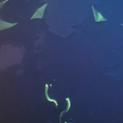 Charmander - Nhân vật Pokémon đầu tiên đa sắc màu