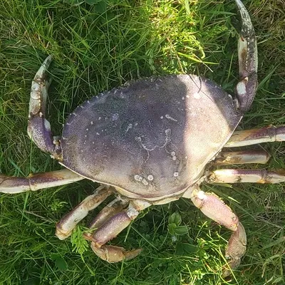 Thước đo cua Dungeness cá nhân hóa cho bờ biển Washington