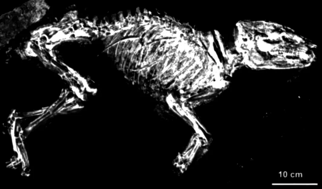 Phát hiện hóa thạch Urpferd từ hố Messel - Image 1