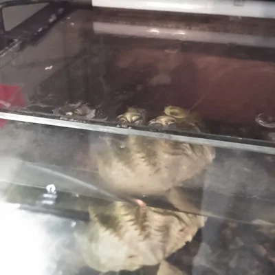 Giá đỡ cho nắp kính bể cá không viền