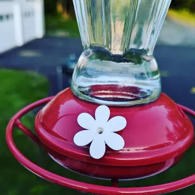 Hoa thay thế cho bộ tiếp đón chim ruồi