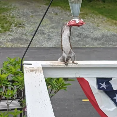 Hoa thay thế cho bộ tiếp đón chim ruồi